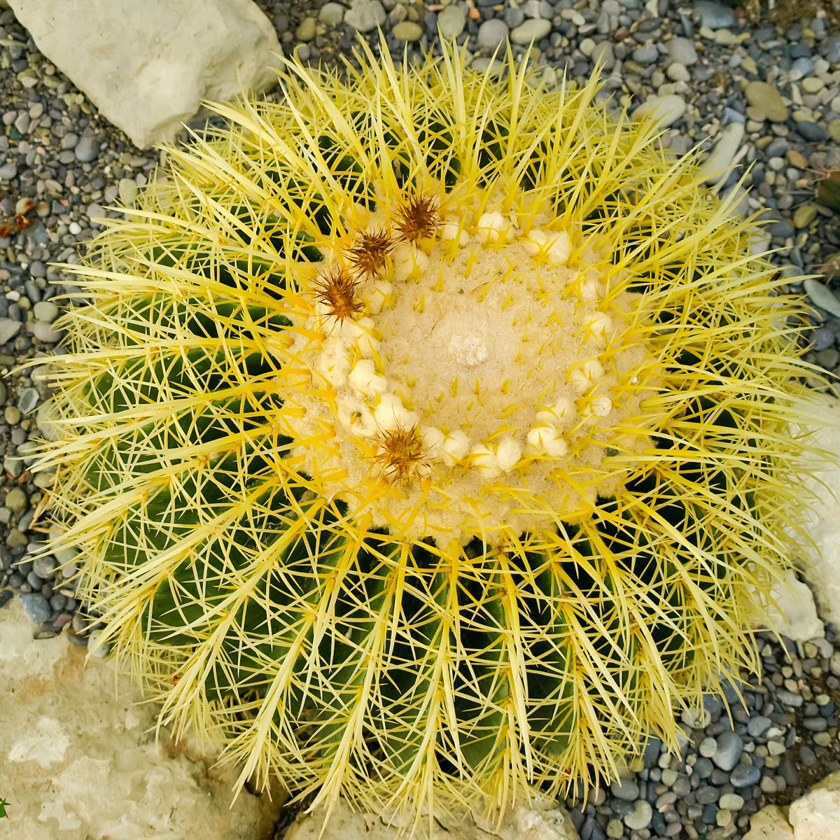 Close up of a Large Golden Barrel Cactus Plant Planted in the Ground