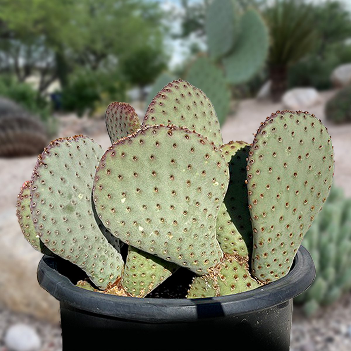 Large Opuntia Beavertail Prickly Pear Cactus in a 5gal Cactus Nursery Pot