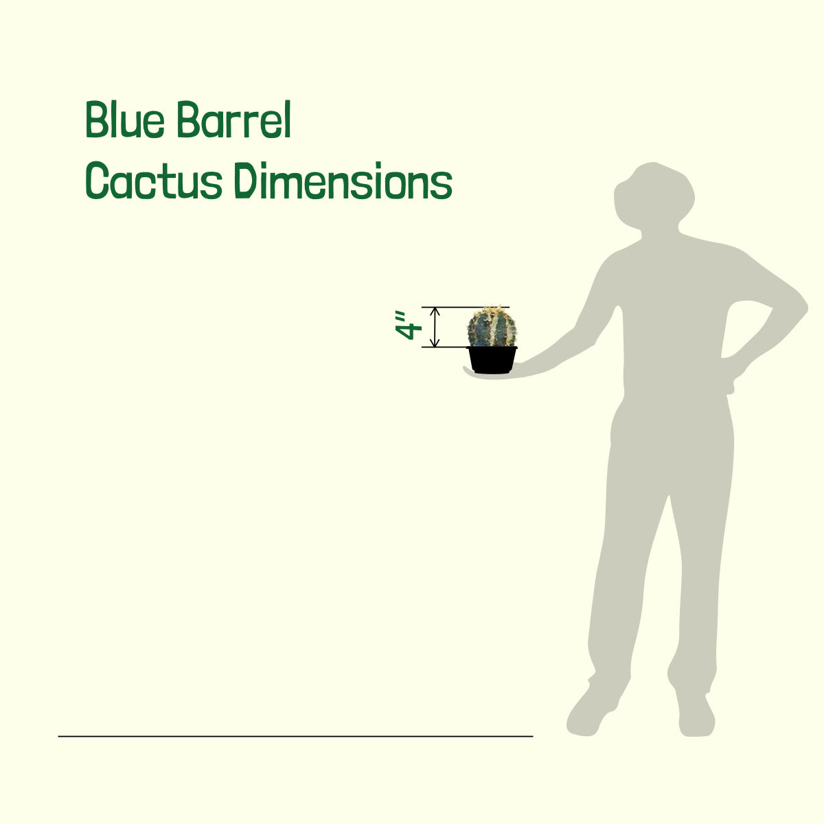 Size of our 5gal Ferocactus glaucesscens Blue Barrel Cactus For Sale Online