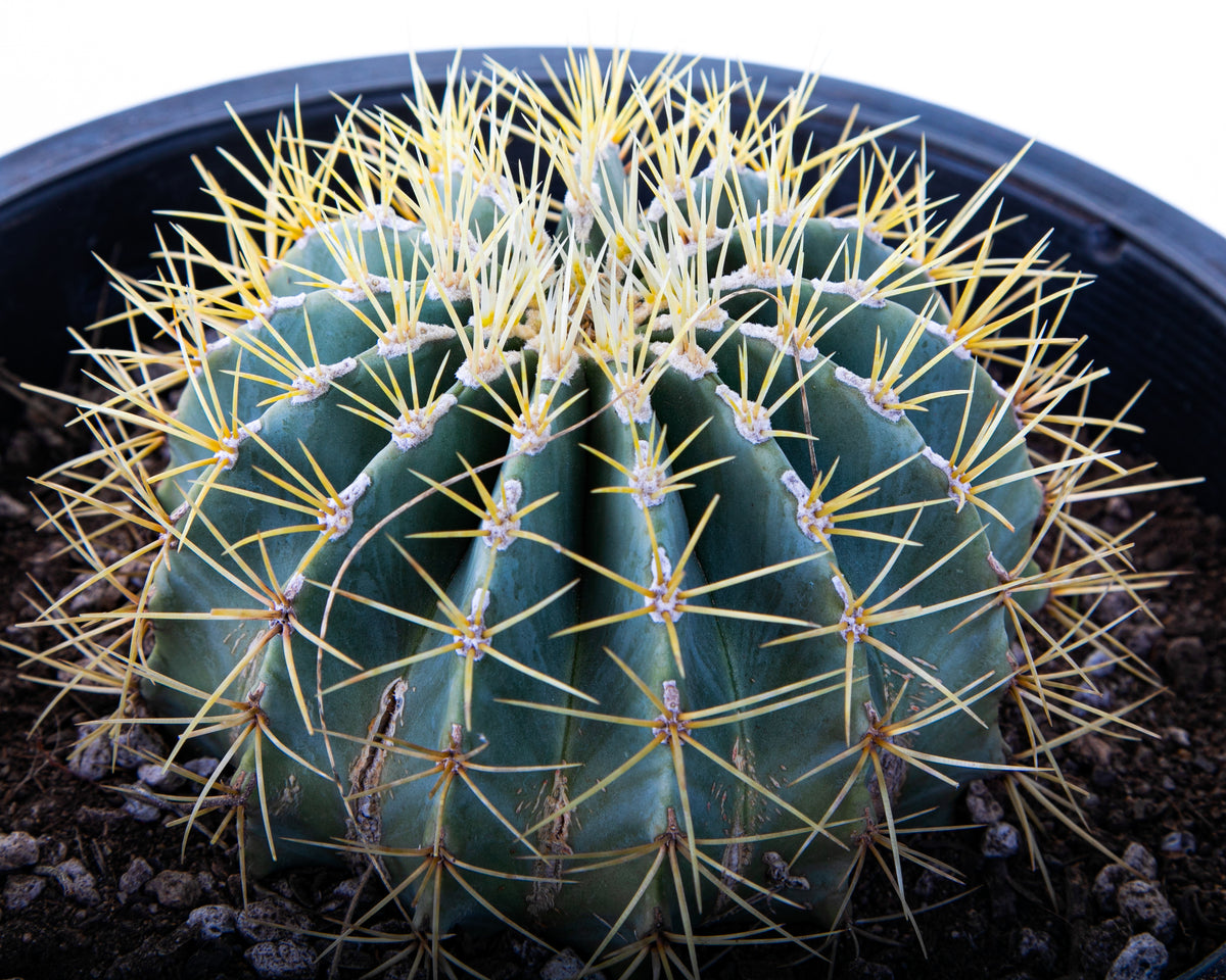 5gal Ferocactus glaucescens Blue Barrel Cactus For Sale online in a Cactus Nursery Pot