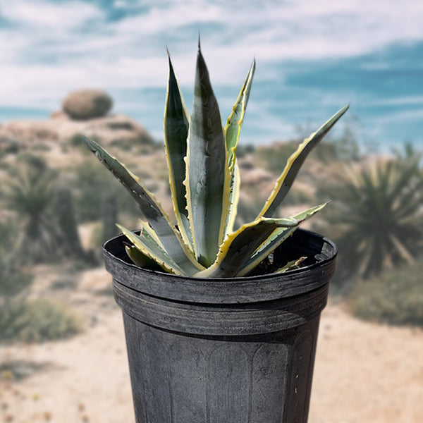 Cactus Variegata Agave - Outlet Century The Americana Plant |