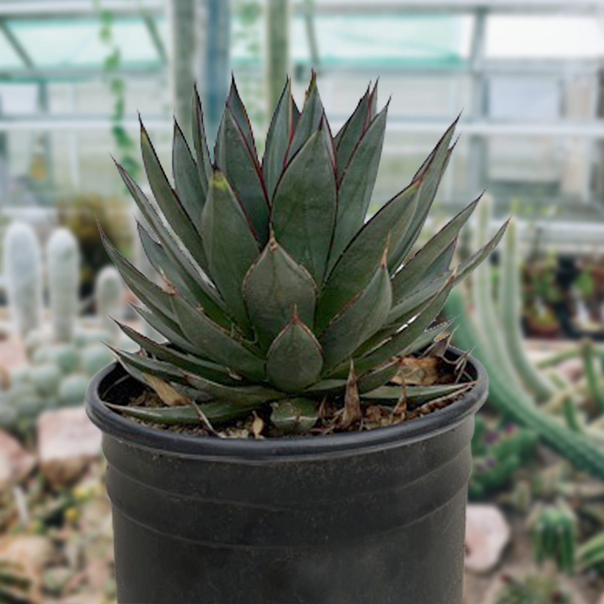 Agave "Blue Glow" Century Plant Succulent Plant For Sale in a 5gal Cactus Nursery Container