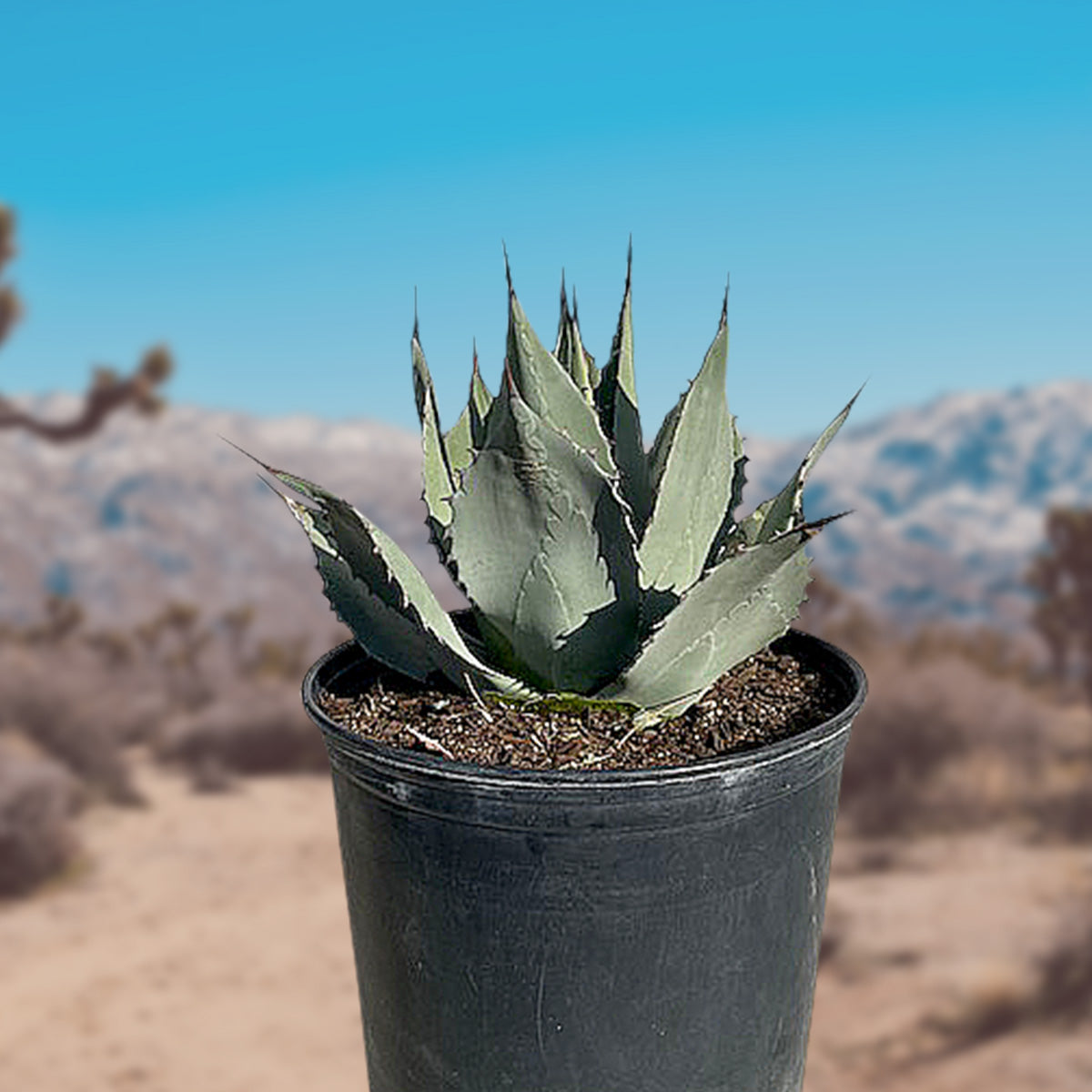 Agave Parryi Huachucensis Artichoke Agave Century Plant Succulent For Sale in a 5gal Cactus Nursery Container