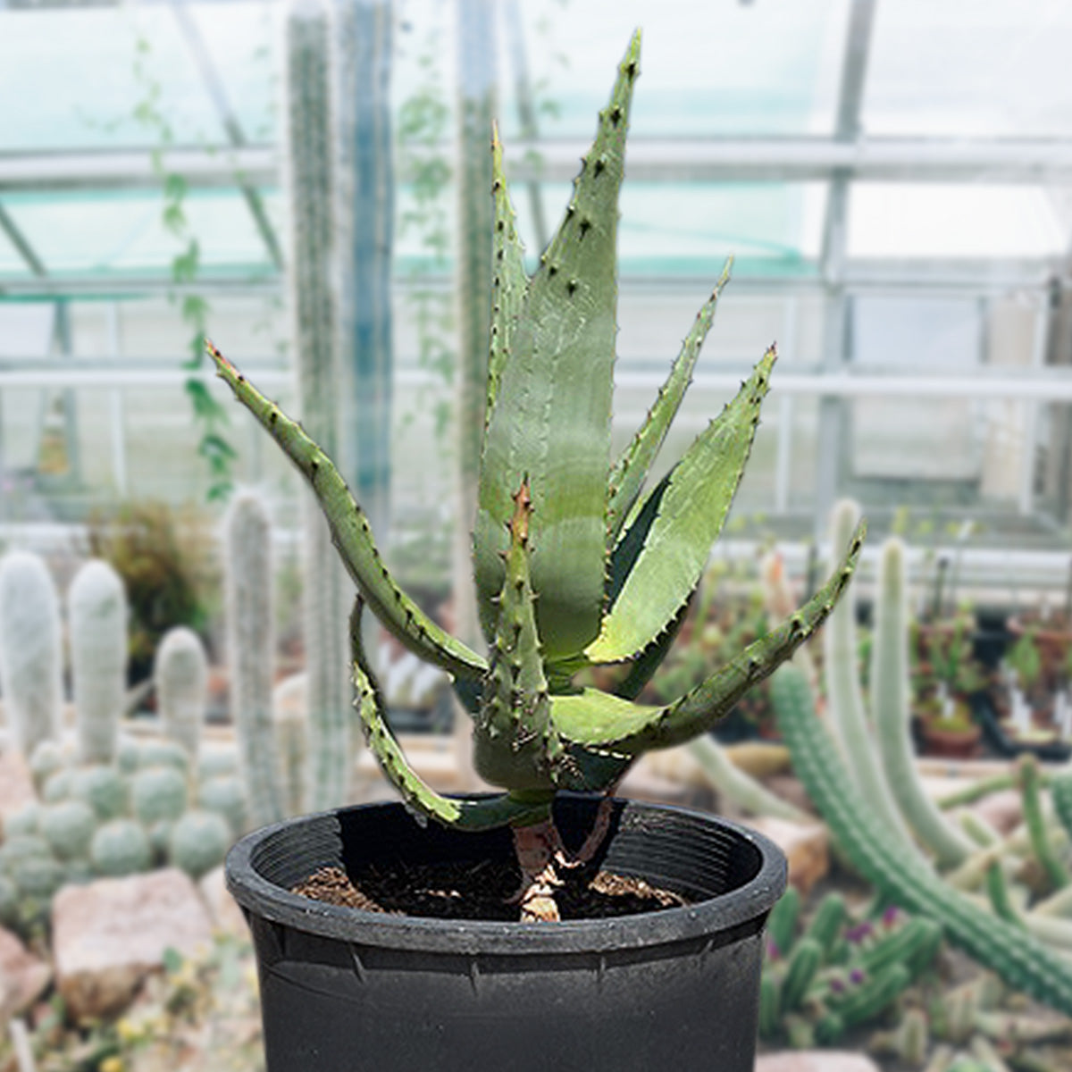 Large Live Aloe Ferox "Cape Aloe" Succulent Plant For Sale in a 5gal Cactus Nursery Pot