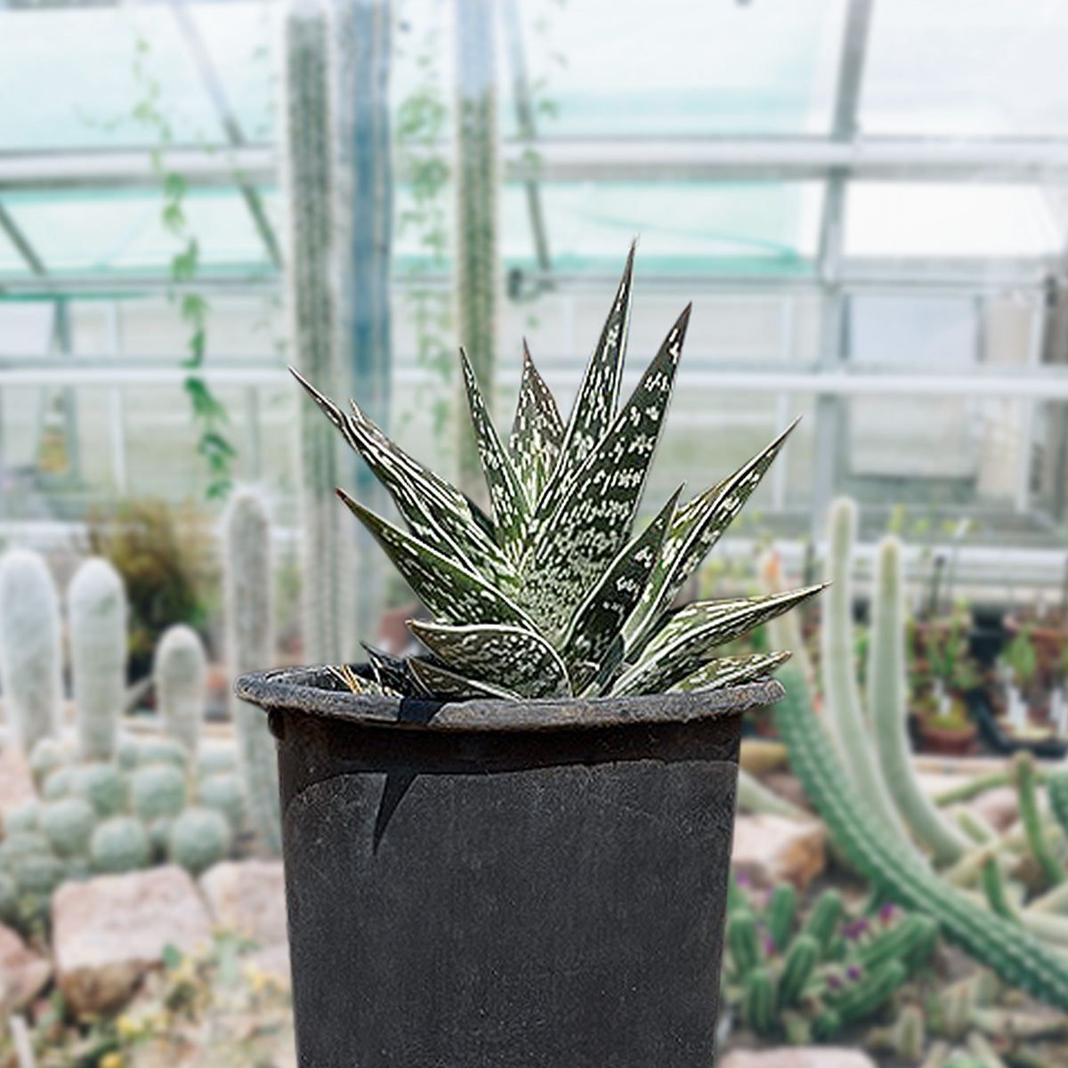 Large Live Aloe Variegata Partridge Breast Aloe Tiger Aloe Succulent Plant for Sale Online in a 5gal Cactus Nursery Pot