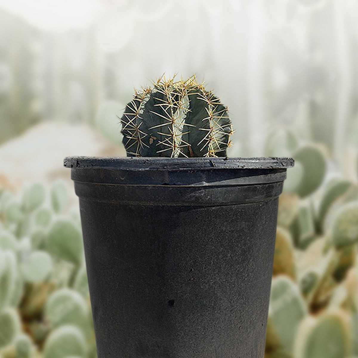 5gal Ferocactus glaucescens Blue Barrel Cactus For Sale Online in a Cactus Nursery Pot