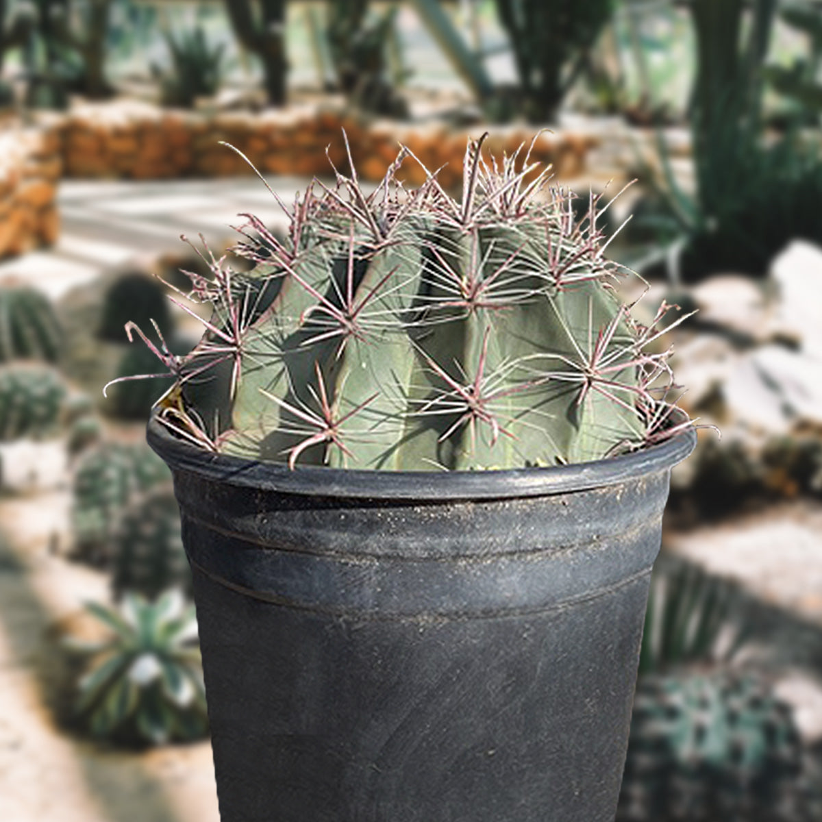 Southwest fish-hook Barrel Cactus Ferocactus wislizenii For Sale Online in a 5gal Cactus Nursery Pot