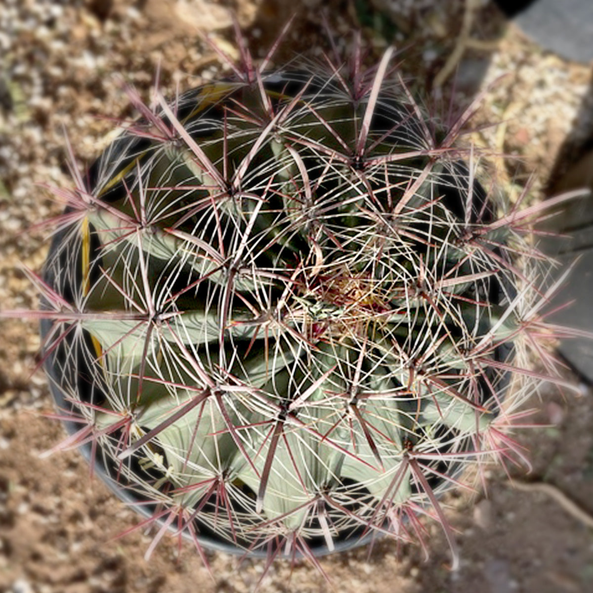 Southwest fish-hook Barrel Cactus Ferocactus wislizenii For Sale Online in a 5gal Cactus Nursery Pot