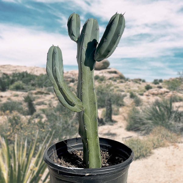 tall succulent cactus Blue Flame Cactus