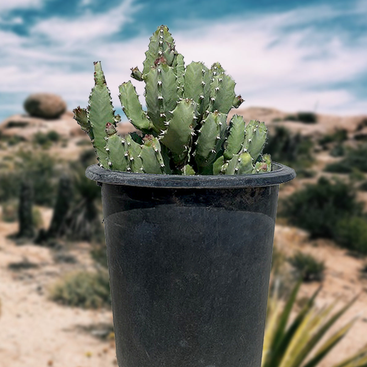 Euphorbia resinifera Moroccan Mound Cactus Succulent Plant For Sale Online in a 5gal Cactus Nursery Container