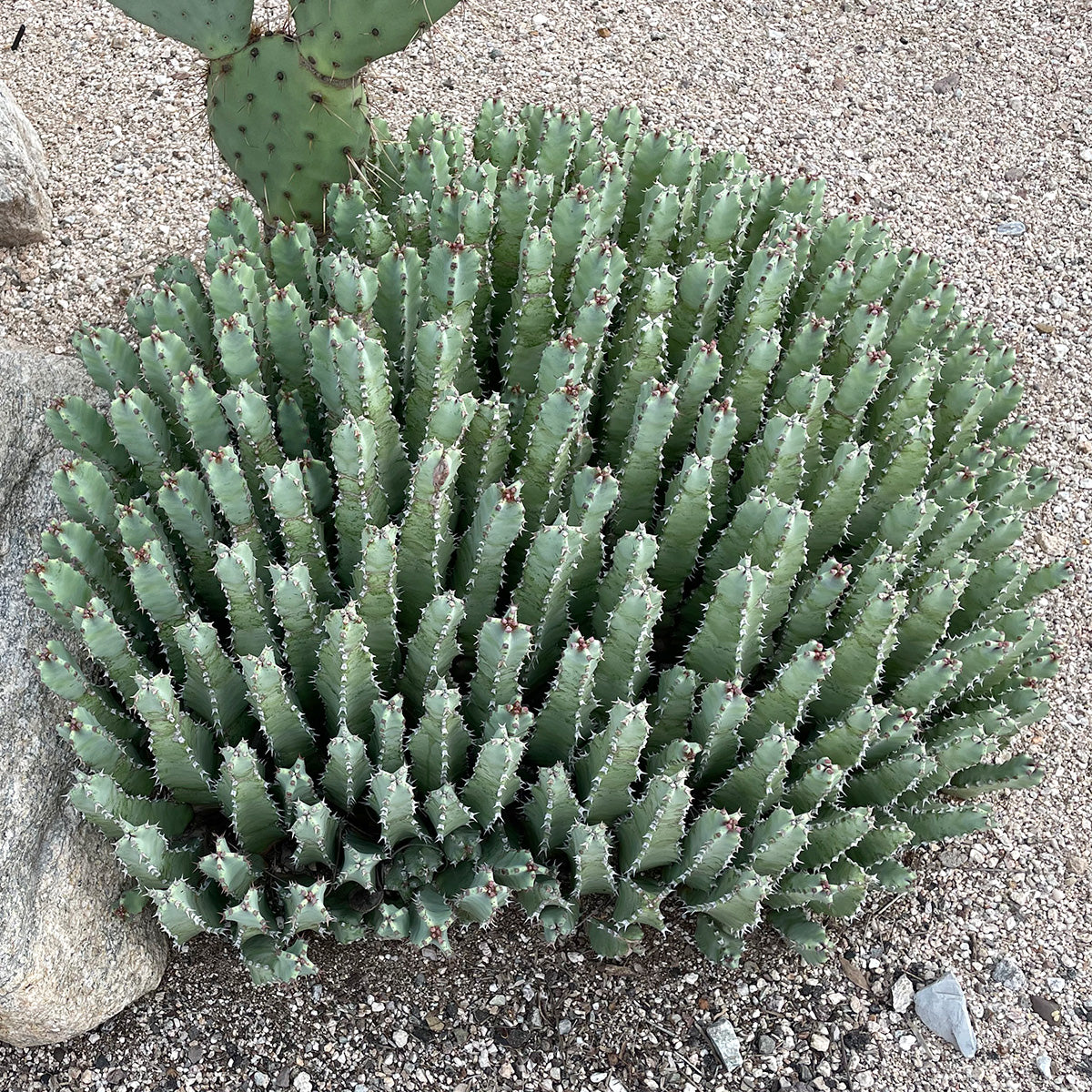 Euphorbia resinefera Moroccan Mound Cactus Succulent Plant in a Cactus Garden