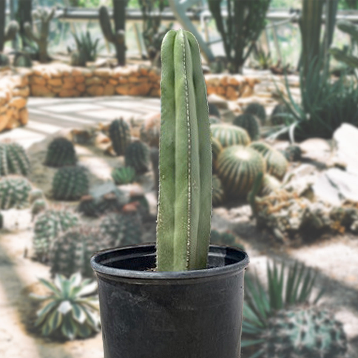 Stenocereus marginatus Mexican Fence Post Cactus Plant for Sale Online in a Five Gallon Nursery Pot