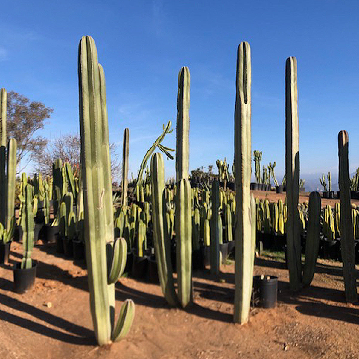Very Large Tall and Mature Field Grown Mexican Fence Post Cactus for Sale Online