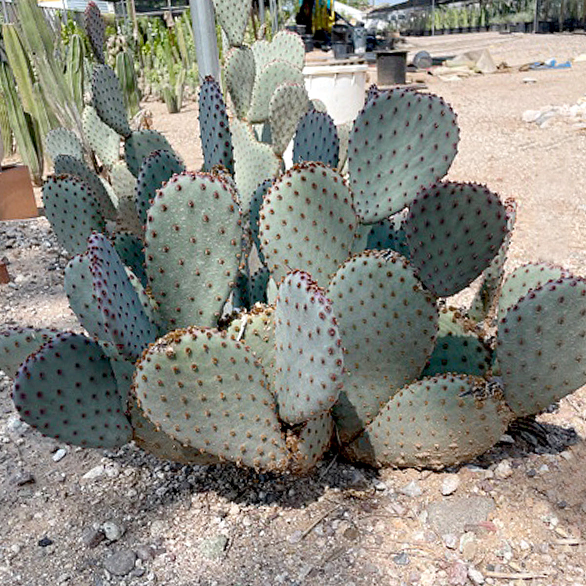 Large Mature Opuntia Santa Rita x Beavertail Hybrid Prickly Pear Cactus in a Xersiscape Landscape