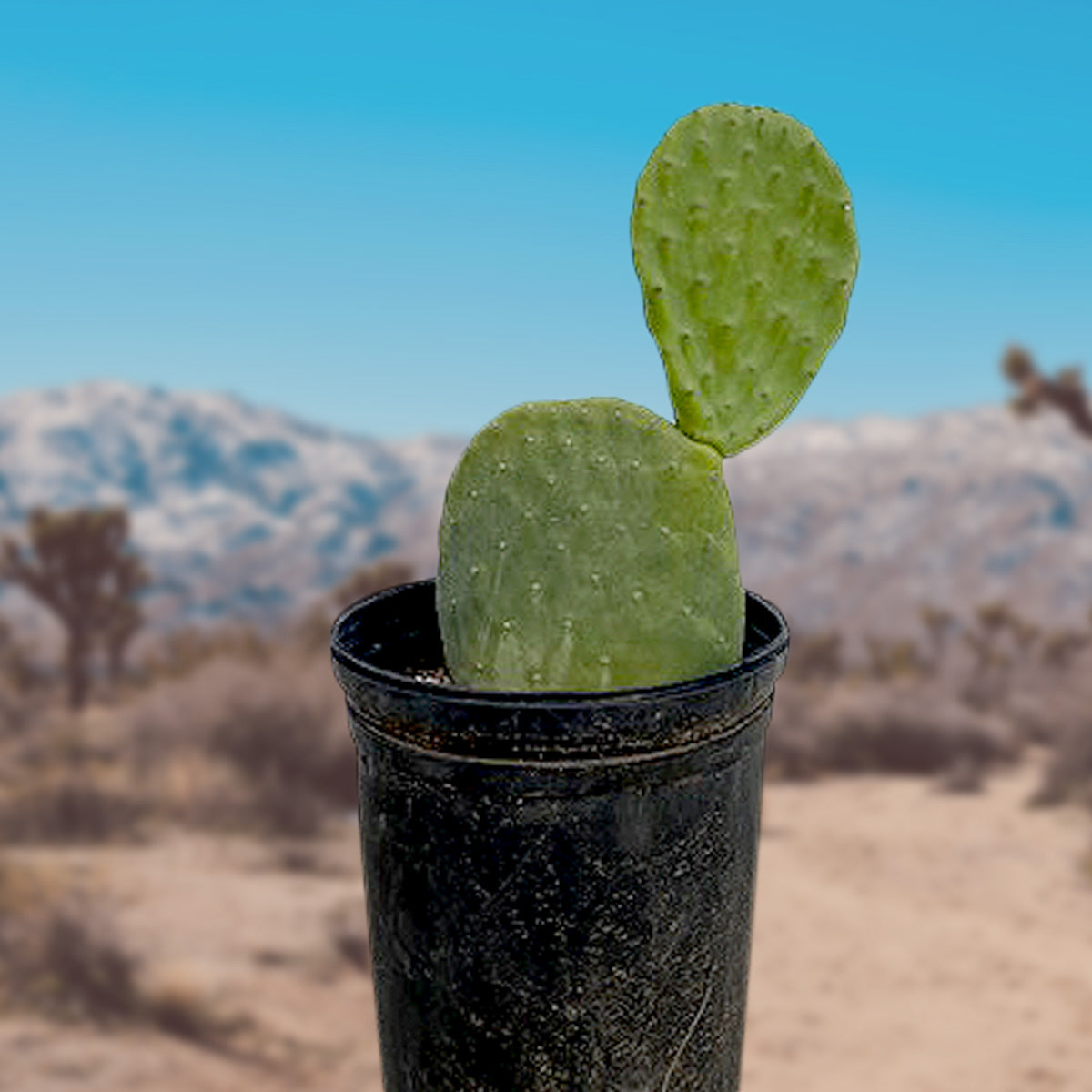 Nopal Prickly Pear, Opuntia ficus-indica Cactus Plant For Sale Online in a One Gallon Cactus Nursery Container