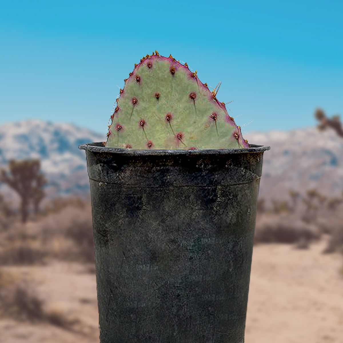 One Gallon Sized Purple Opuntia Santa Rita Prickly Pear Opuntia Cactus for Sale Online