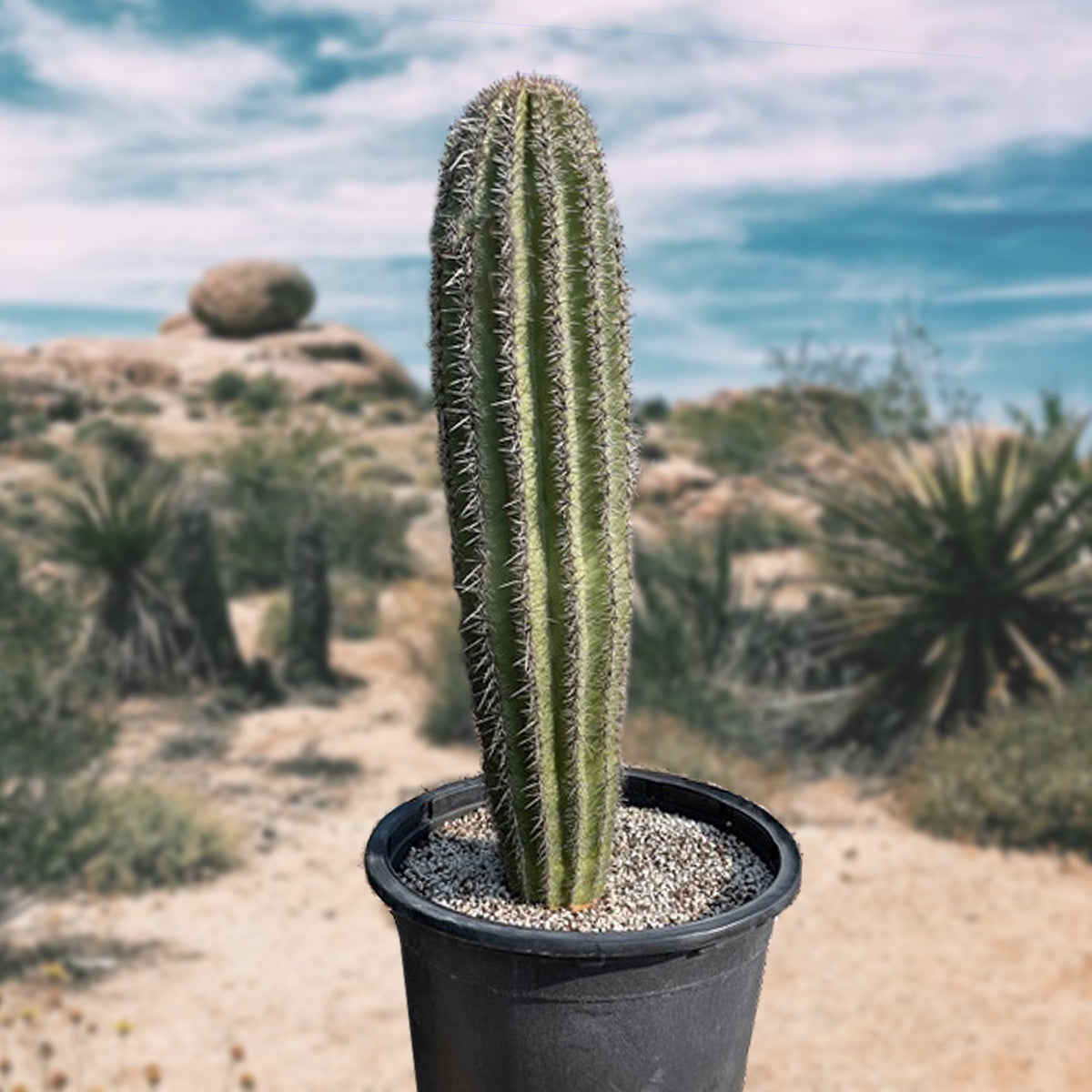 Large and Tall Saguaro Cactus Carnegia Gigantea Cactus Plant for Sale Online in a 15gal Cactus Nursery Pot