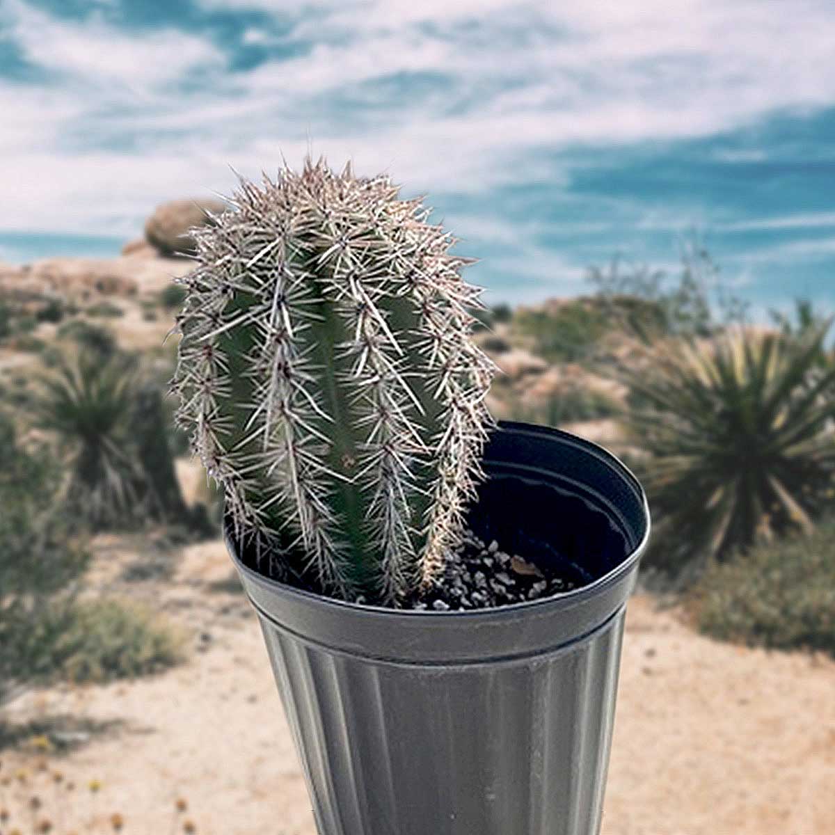 Large and Tall Saguaro Cactus Carnegia Gigantea Cactus Plant One Foot Tall Size for Sale Online in a 5gal Cactus Nursery Pot