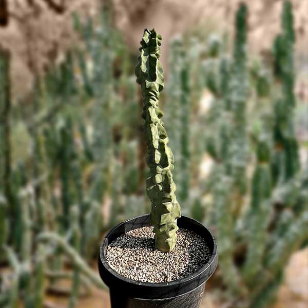Tall Large and Mature Totem Pole Cactus Lophocereus Schotti Monstrosus Cactus Plant for Sale Online in a Cactus Nursery Pot