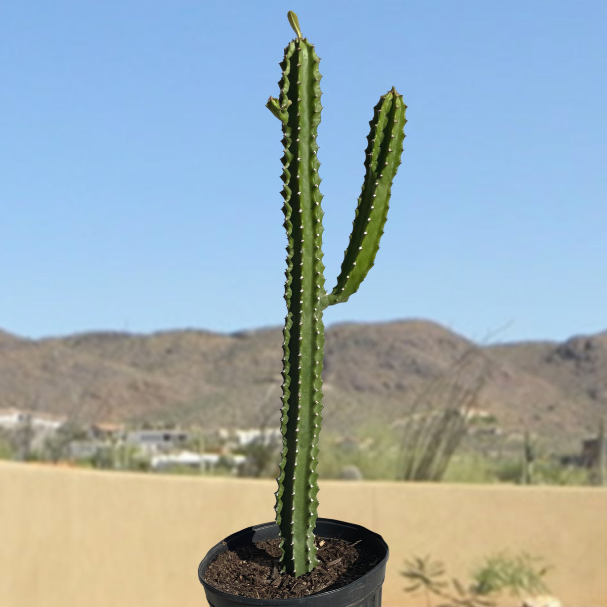 Large Tall and Branched Euphorbia Royaleana Cactus Plant For Sale Online in a 5gal Cactus Nursery Container