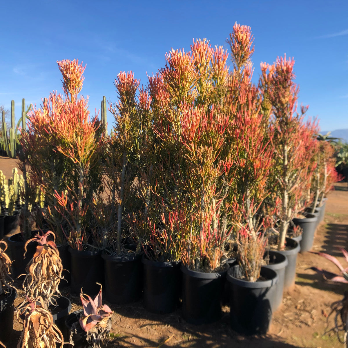 Large Tall and Mature Euphorbia 'Firesticks' Cactus Plants For Sale Online in 15gal Cactus Nursery Containers