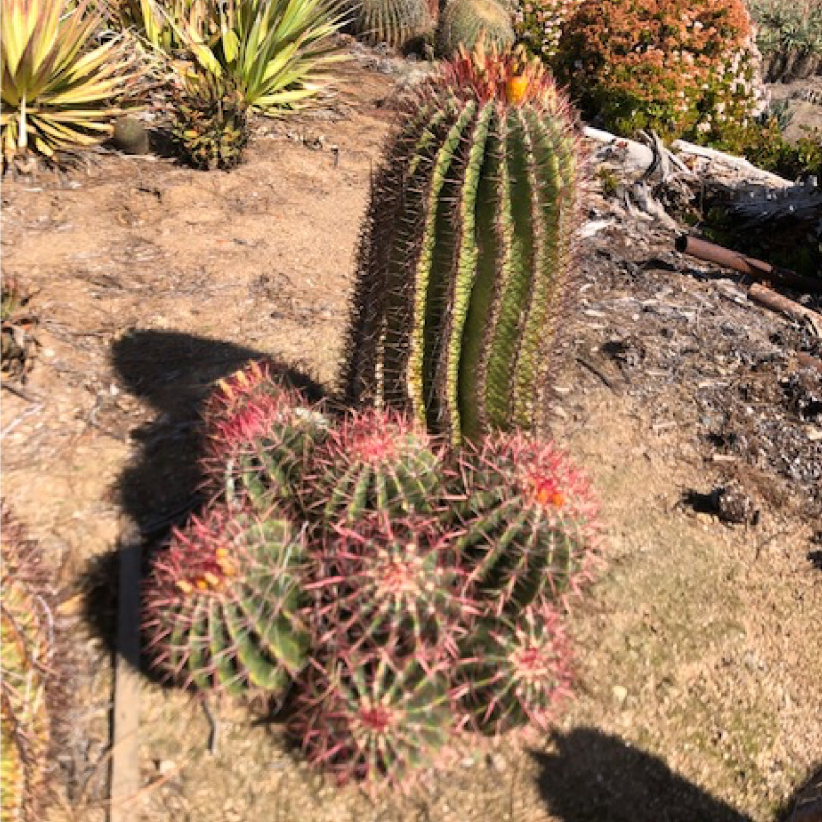 Large Tall and Mature Clustering Red Mexican Fire Barrel Cactus Plant Cluster In a Xeriscape Landscape