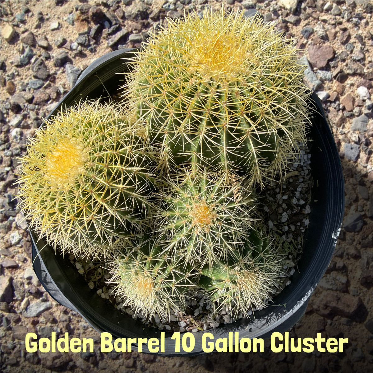 10gal Golden Barrel Cluster Cactus Plant For Sale