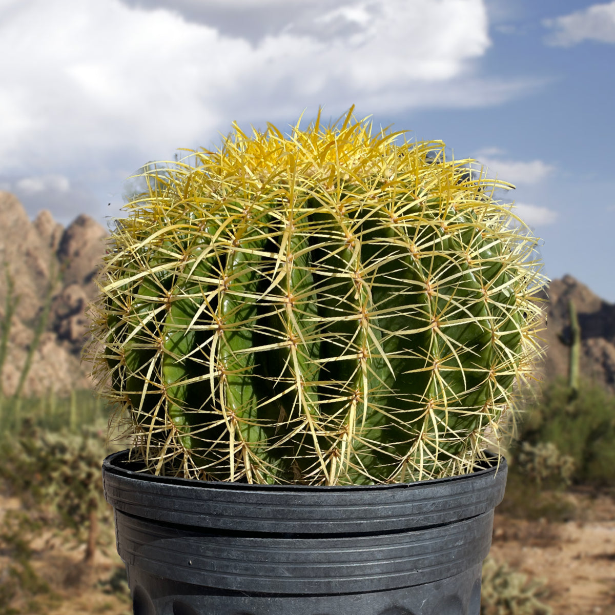 Large Live Golden Barrel Cactus Plant in a Cactus Nursery Container