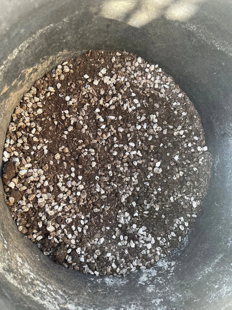 Cactus and Succulent Plant Soil Mix For Sale Online