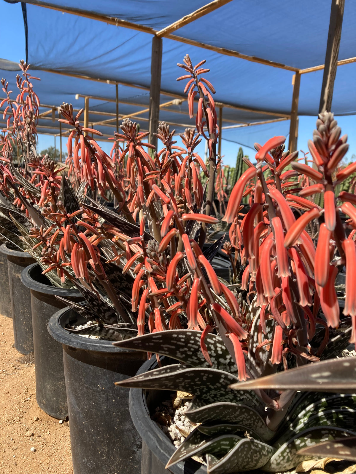 Blooming Large Live Aloe Variegata Partridge Breast Aloe Tiger Aloe Succulent Plants for Sale Online in 5gal Cactus Nursery Pots