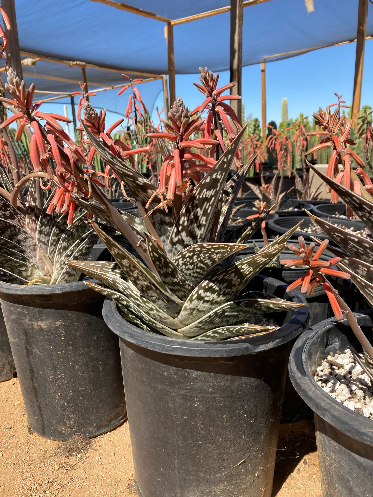 Blooming Large Live Aloe Variegata Partridge Breast Aloe Tiger Aloe Succulent Plants for Sale Online in 5gal Cactus Nursery Pots