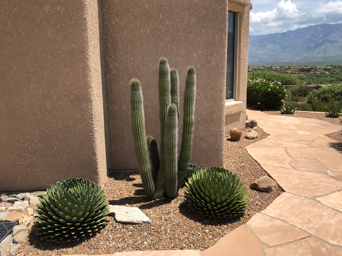 Large, Tall, Mature and Branched Organ Pipe Stenocereus Thurberi Cactus Plants in a Xeriscape Landscape