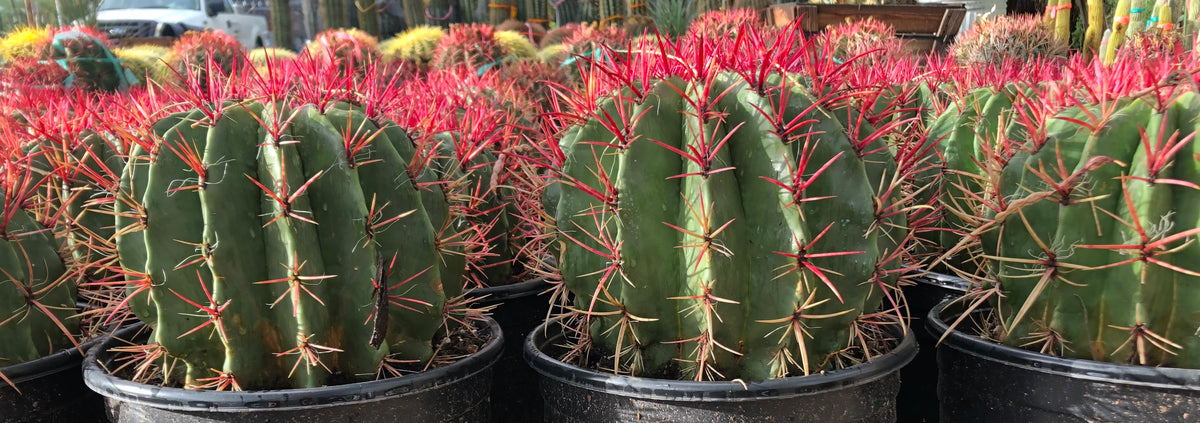 Grouping of Five Gallon Red Mexican Fire Barrel Cactus Plants For Sale Online in Cactus Nursery Containers
