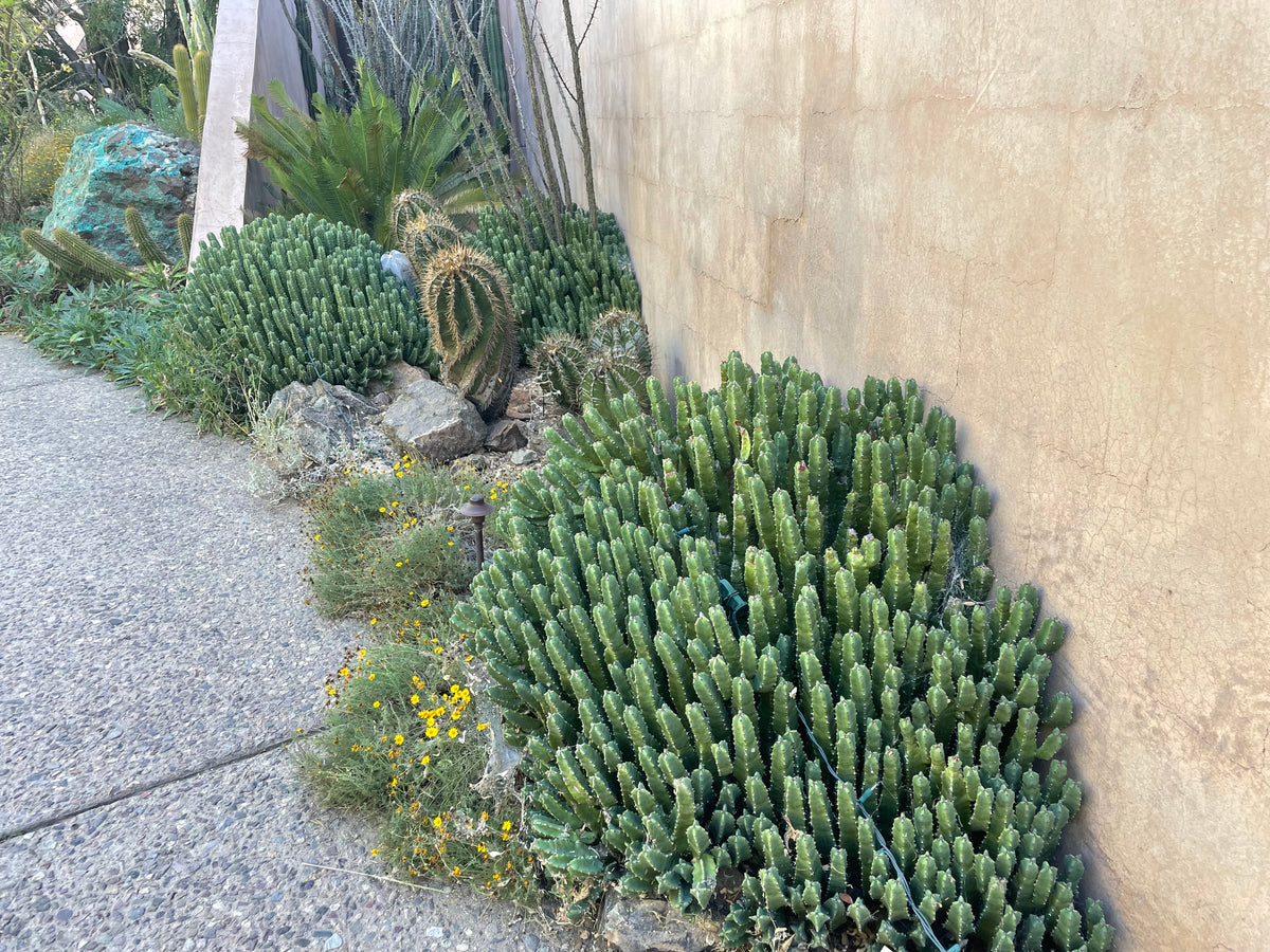 Euphorbia resinifera Moroccan Mound Cactus Succulent Plant in a Cactus Garden