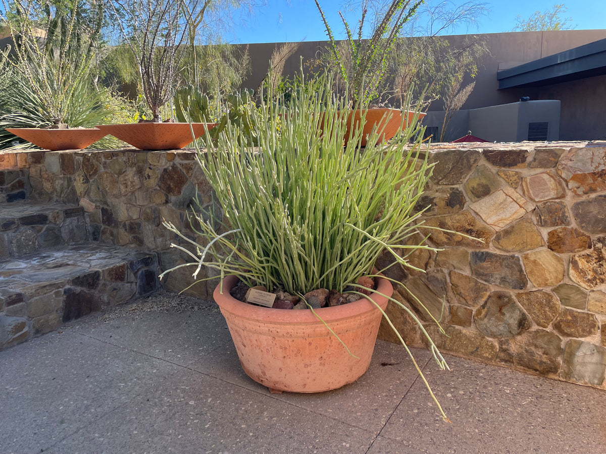 Large Mature and Tall Pedilanthus Macrocarpus Lady Slipper Succulent Cactus Plant in a Decorative Clay Planter