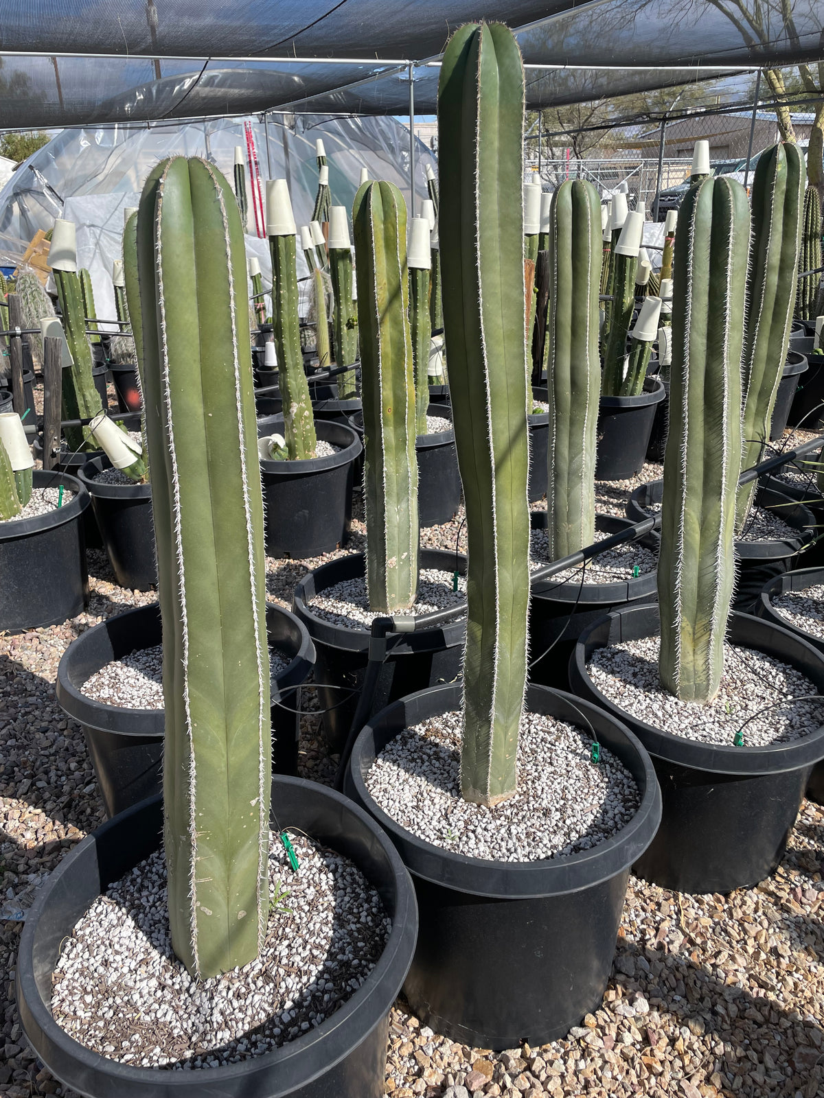 Large Live and Tall 15gal Mexican Fence Post Cactus Plants for Sale Online at Our Cactus Nursery