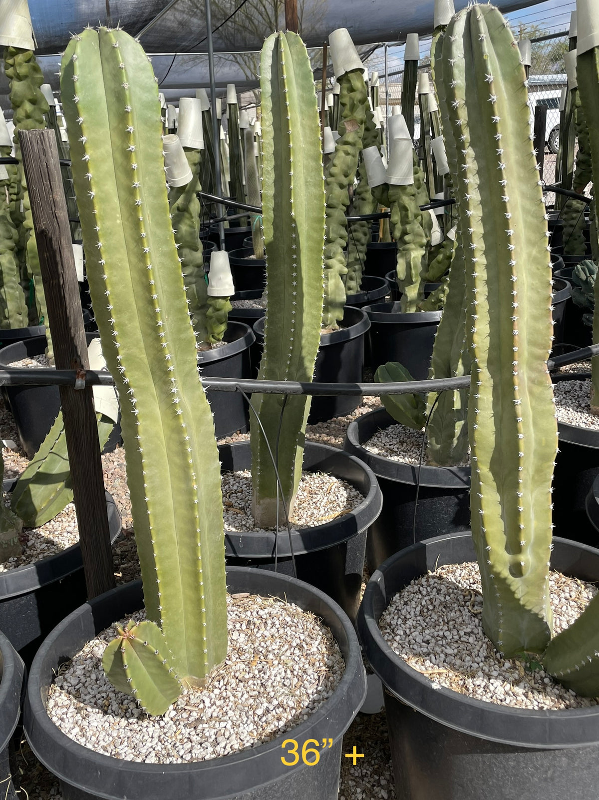 Tall, Large, Branched and Mature Lophocereus Schotti Senita Cactus Plants For Sale Online in Cactus Nursery Containers