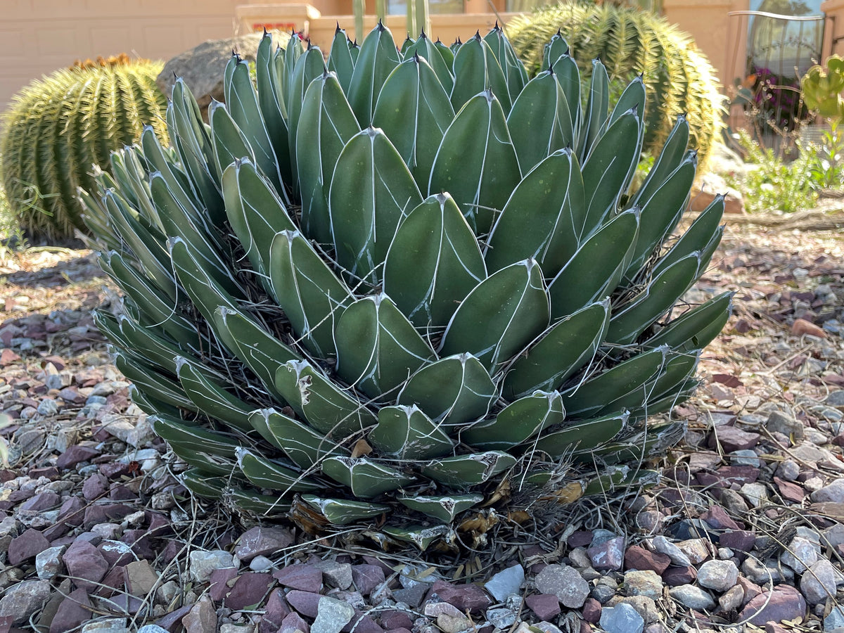 Large Tall and Mature Queen Victoria Agave Century Plant Succulent in a Xeriscape Landscape