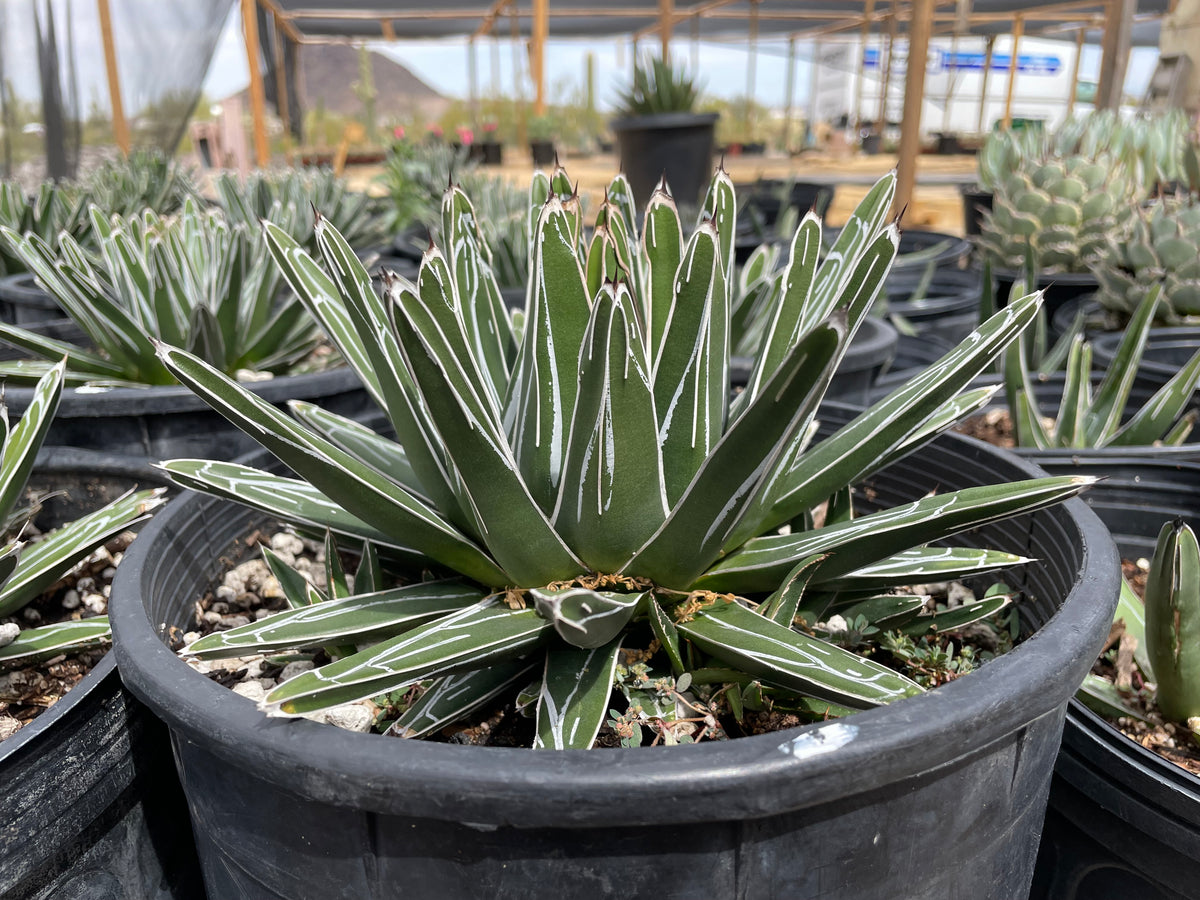 Queen Victoria Agave Century Plant For Sale Online in 5gal Cactus Nursery Containers