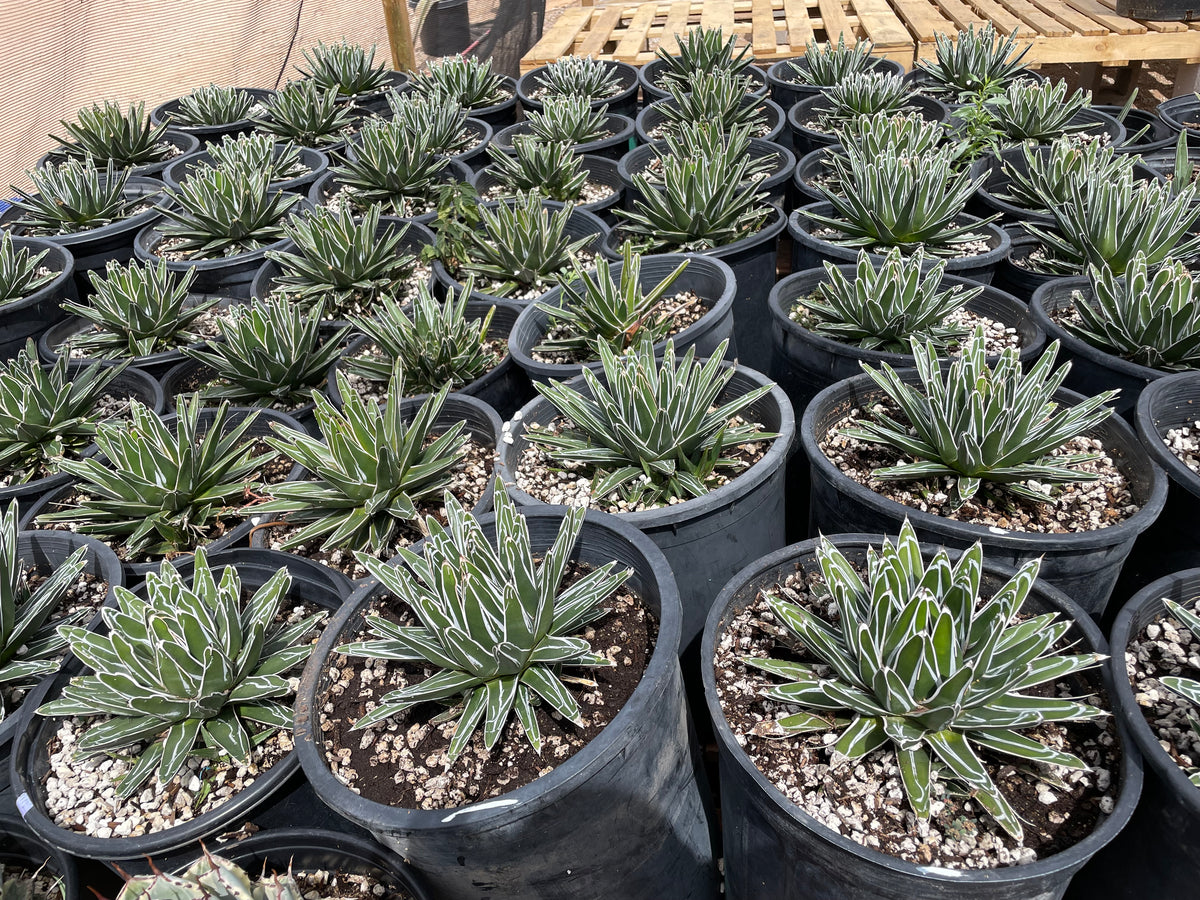 Queen Victoria Agave Century Plant Succulents For Sale Online in 5gal Cactus Nursery Containers