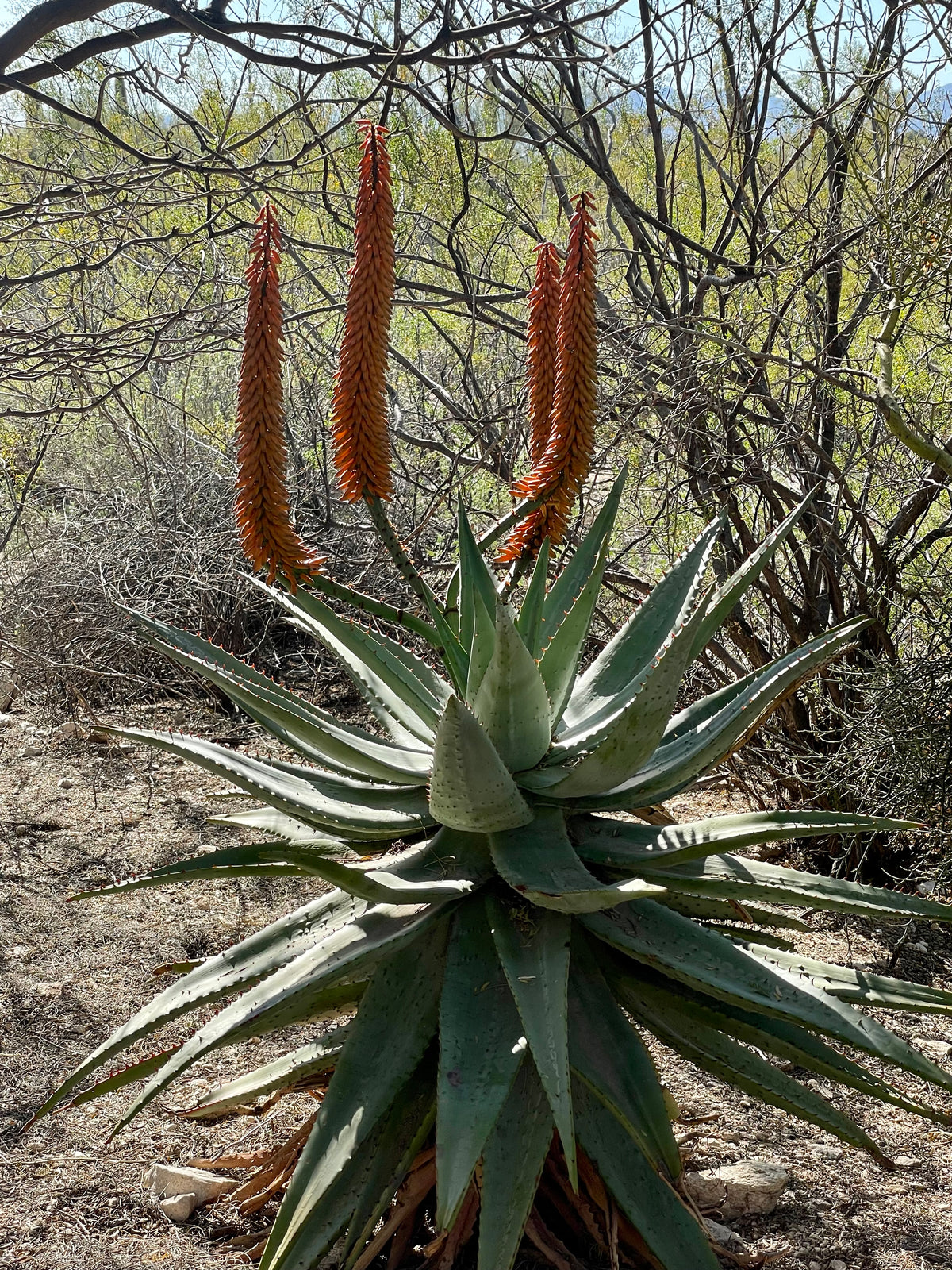 Blooming Large Live Aloe Ferox "Cape Aloe" Succulent Plant in a Desert Landscape