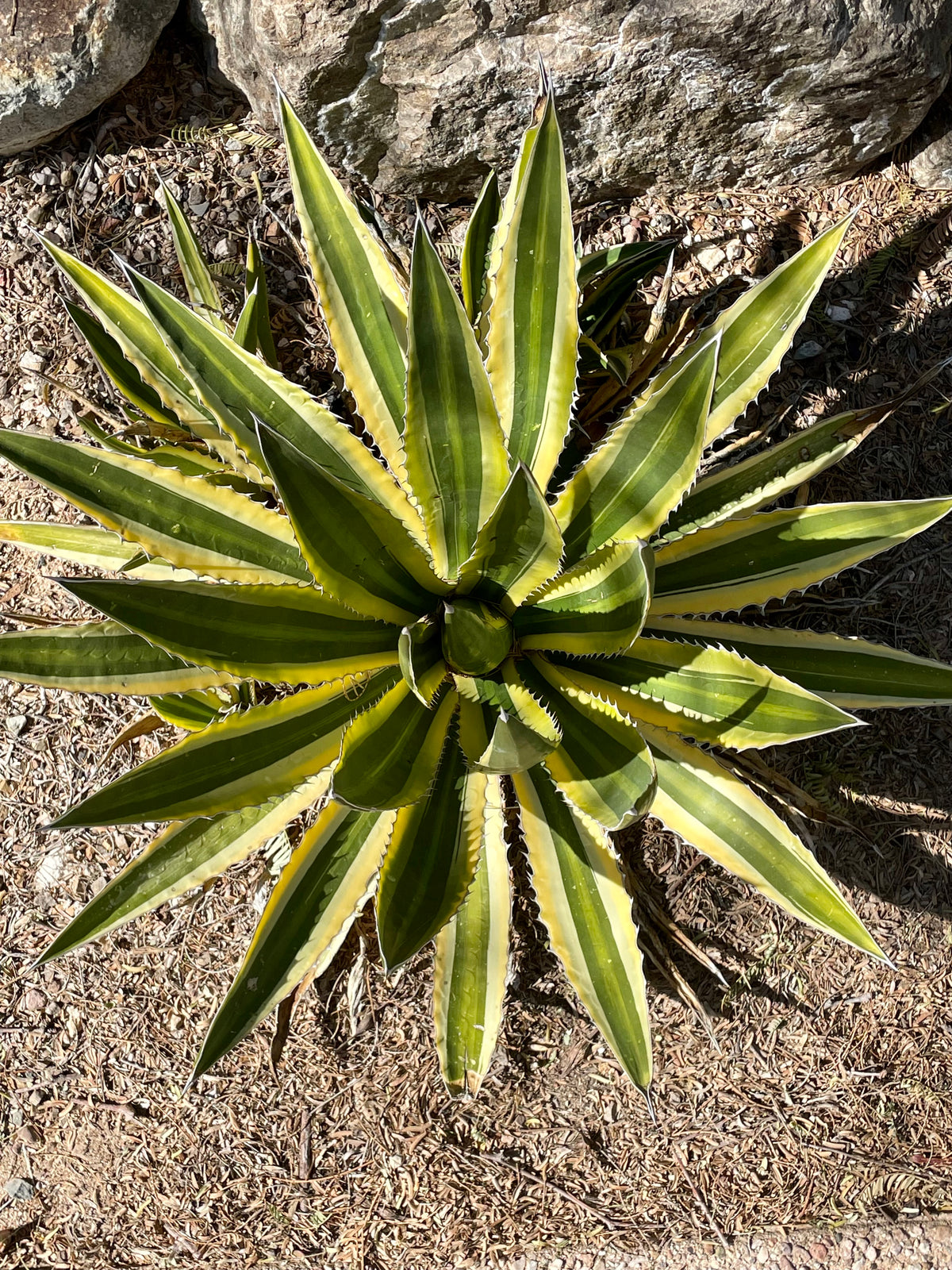Large Mature and Tall Agave Lophantha Quadricolor Century Plant Succulent in a Desert Landscape