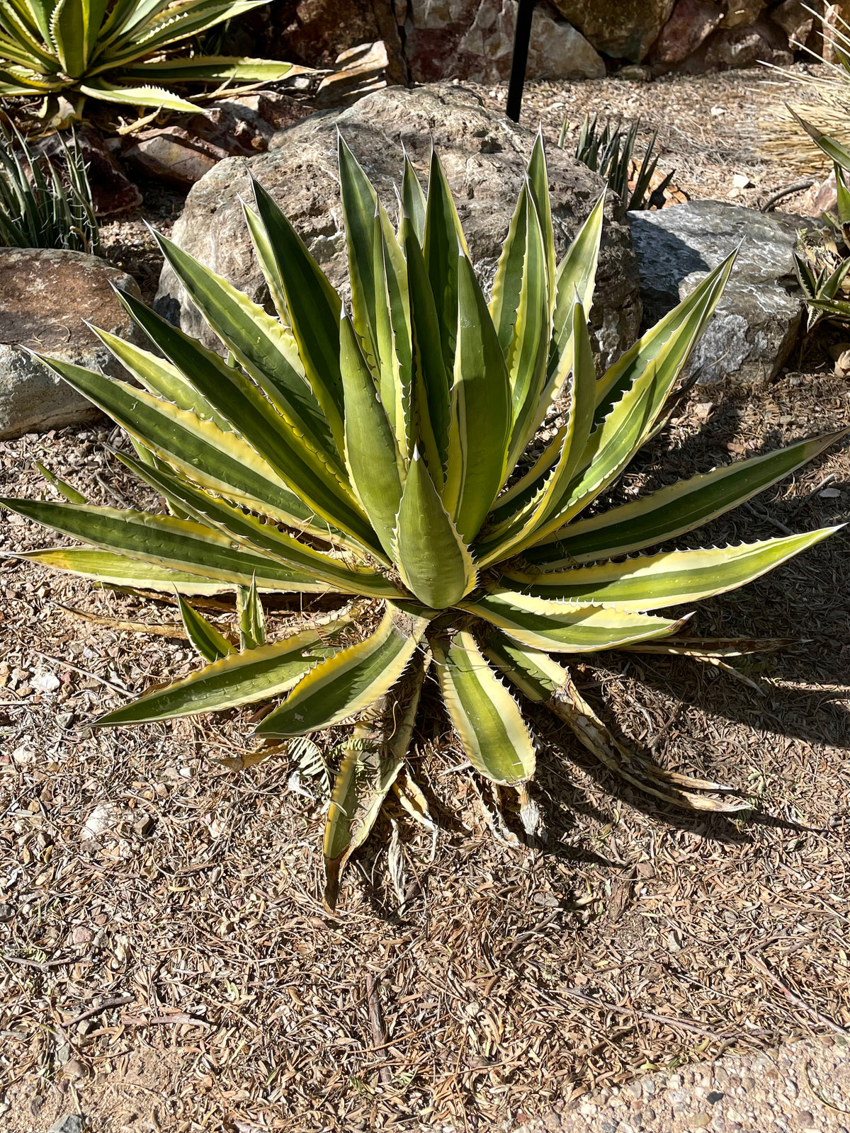Large Mature and Tall Agave Lophantha Quadricolor Century Plant Succulent in a Desert Landscape