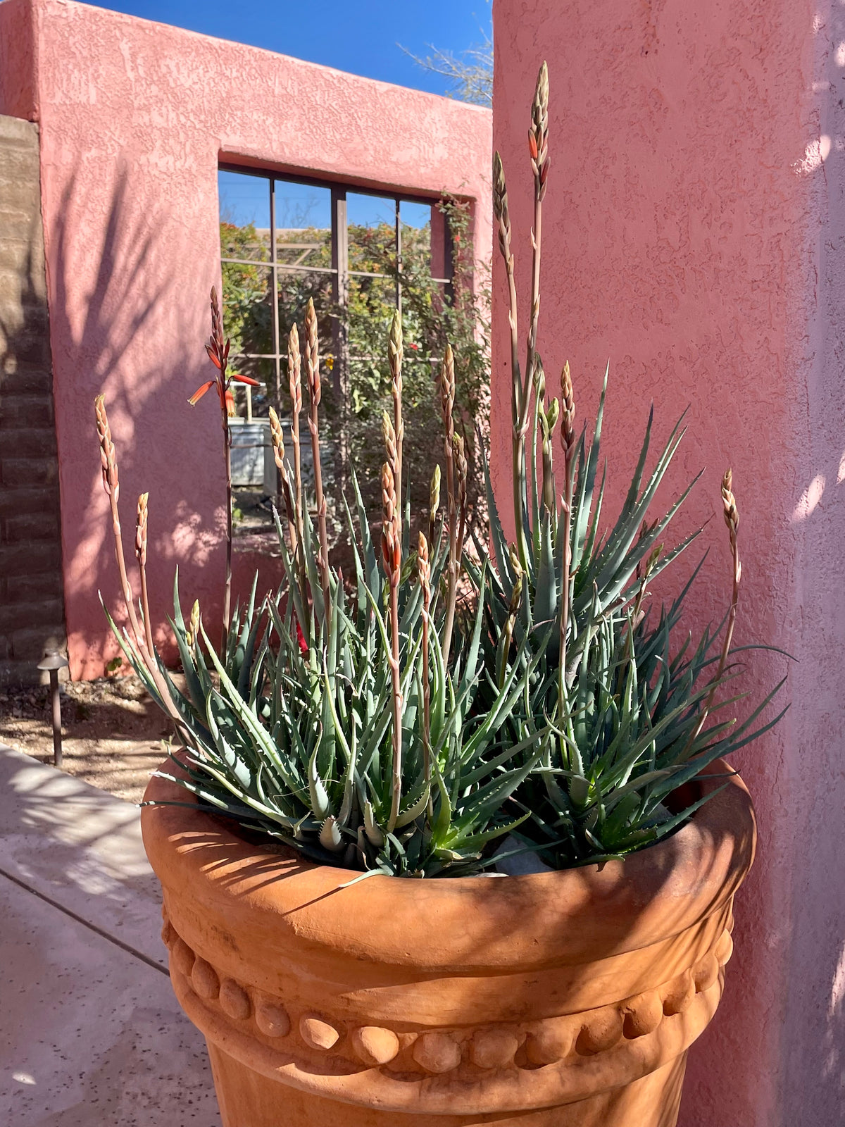 Blooming Large Live Aloe "Blue Elf" Succulent Plant in a Decorative Clay Planter