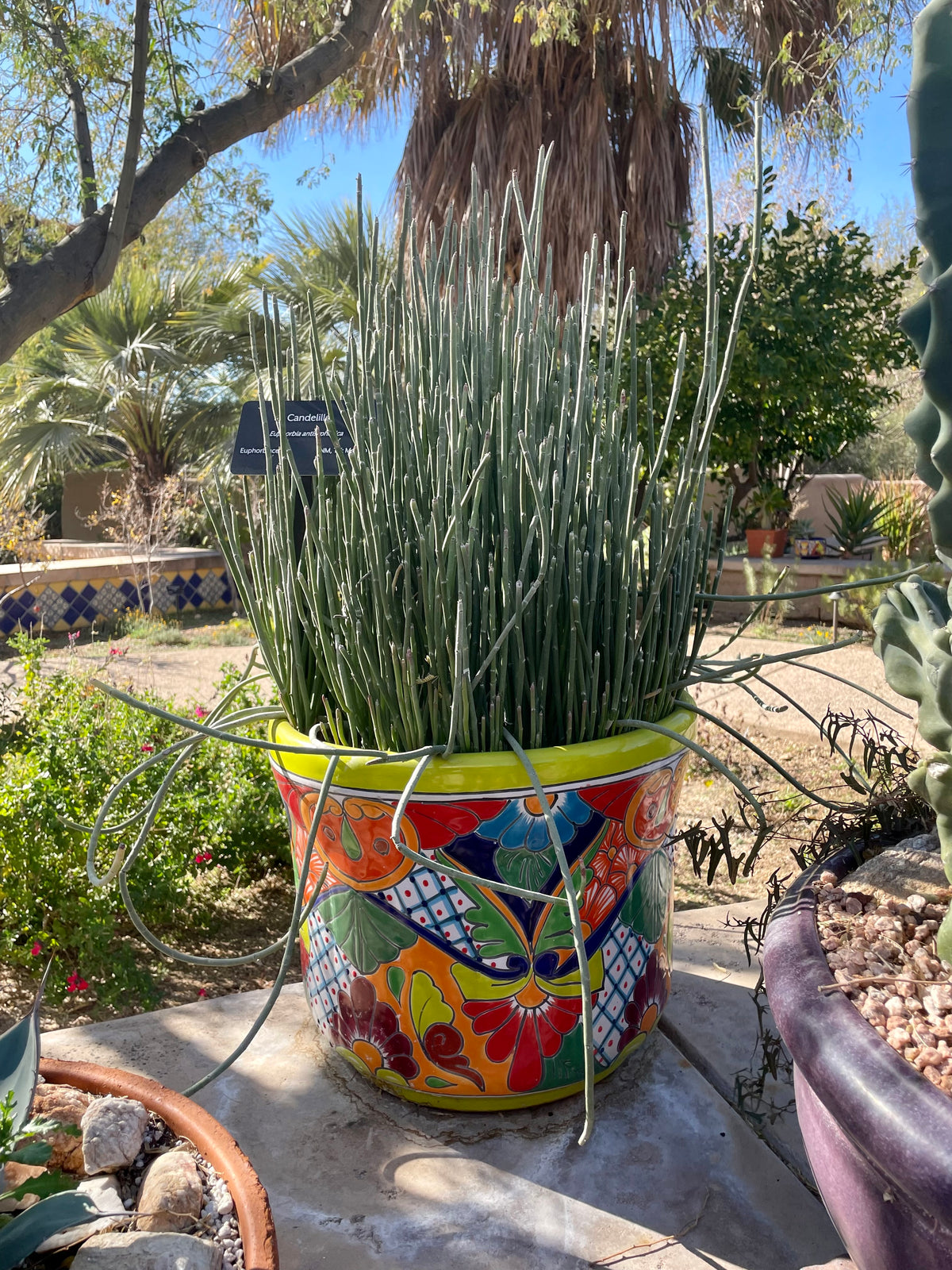 Candelilla Euphorbia Anti-syphallitica Succulent Plant in a Decorative Talavera Pot