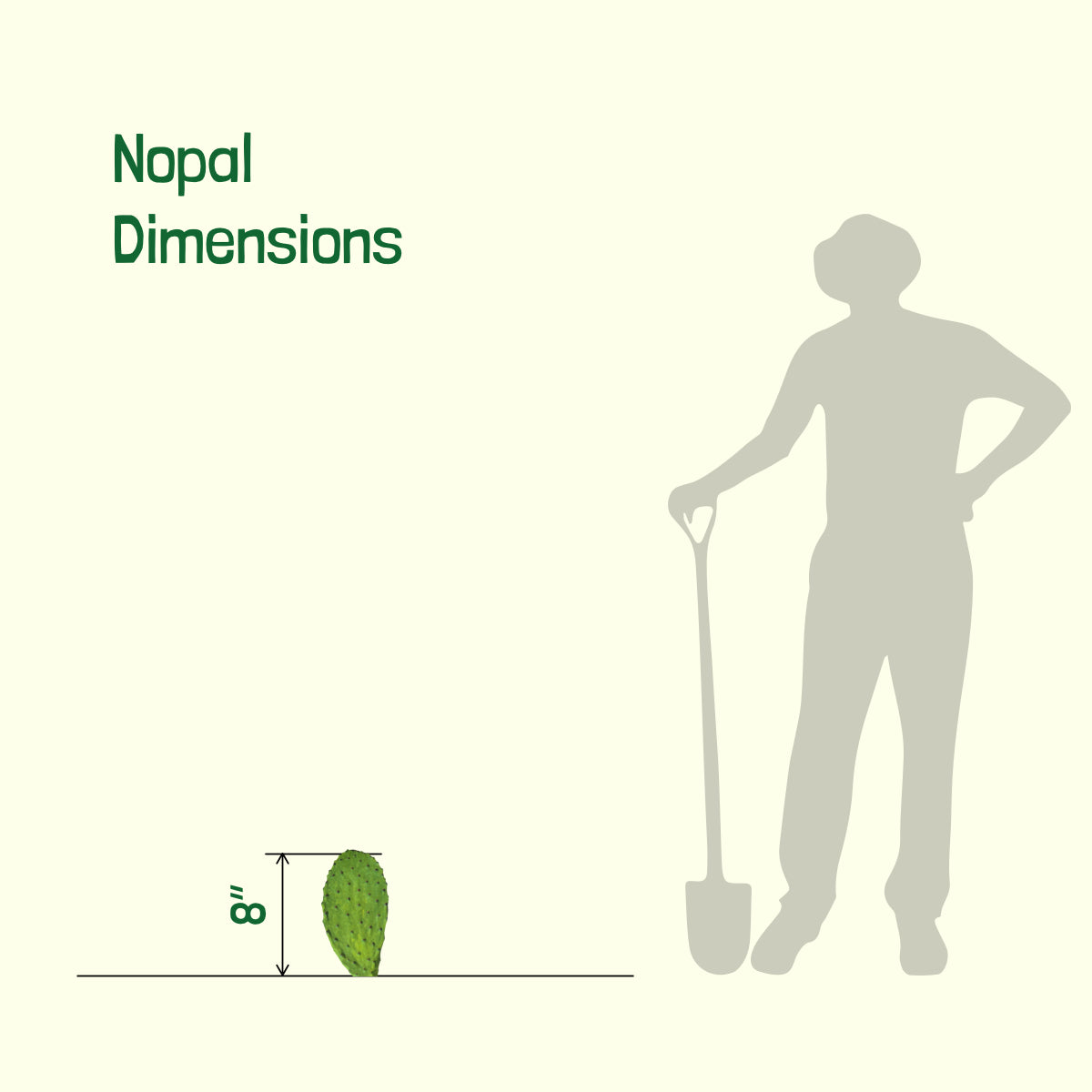 Size Dimensions of Our Nopal Prickly Pear Cactus Plant For Sale Online in a One Gallon Cactus Nursery Container
