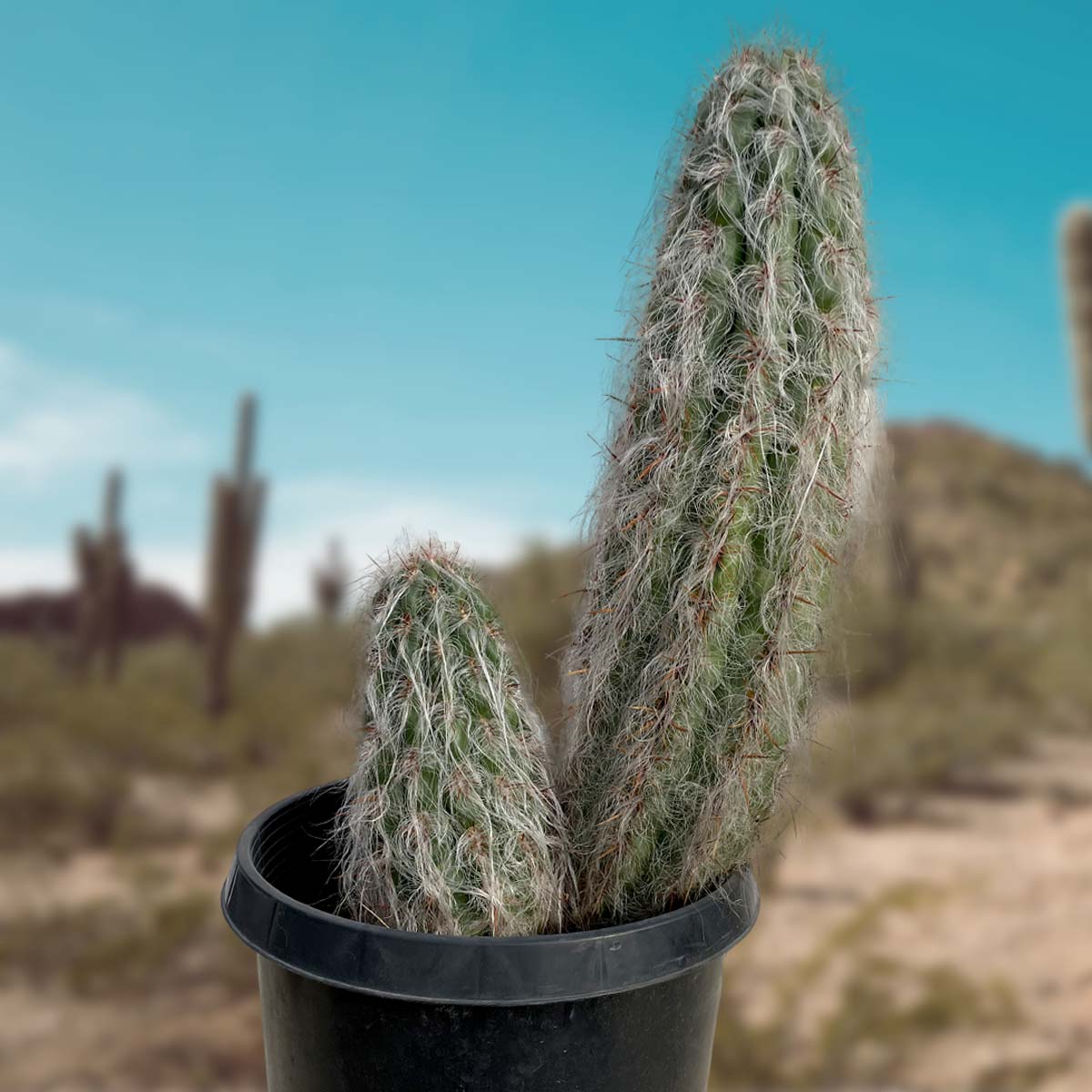 Large Old Man of the Andes Cactus Plant For Sale Online in a 15gal Nursery container