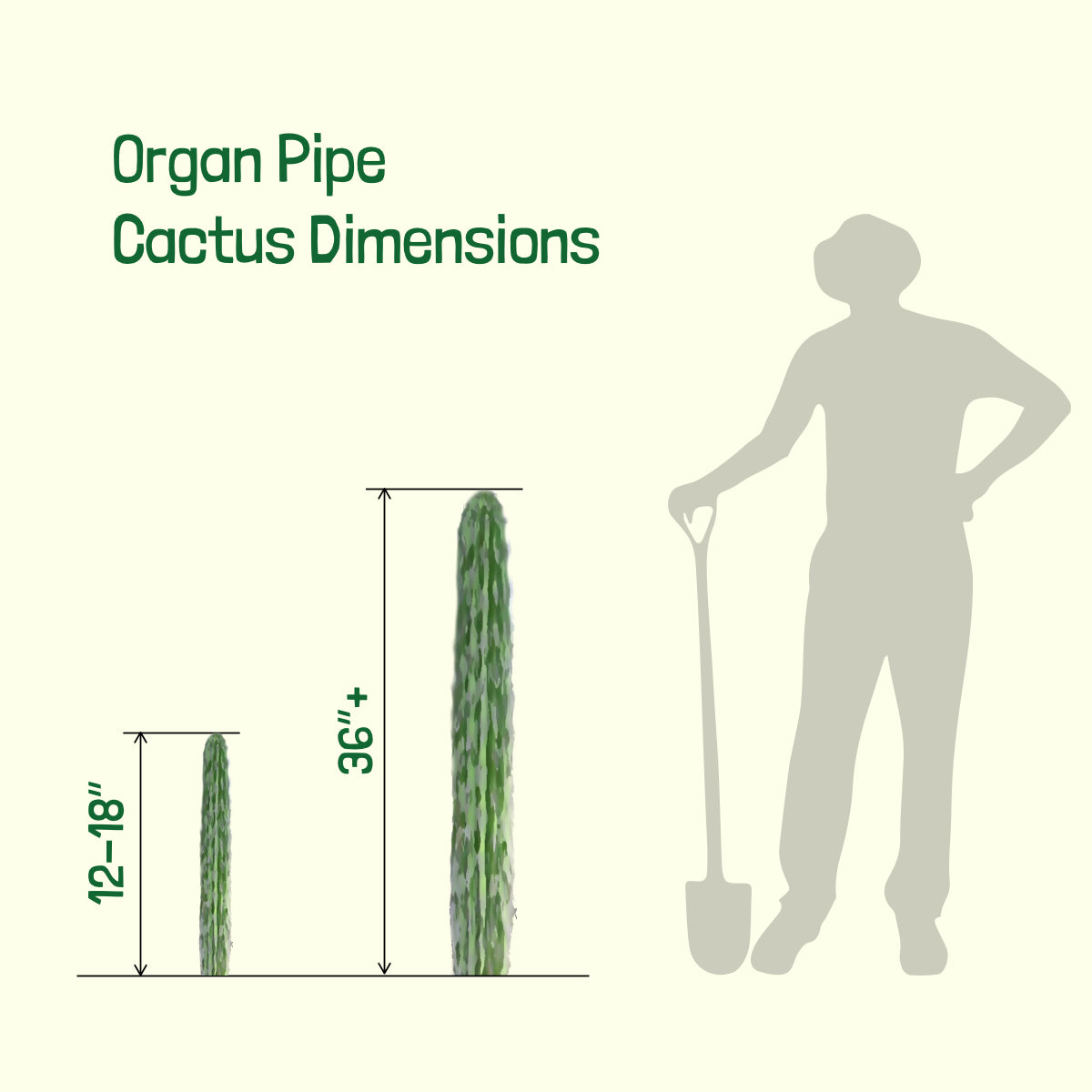 Dimensions of Large, Tall and Mature Organ Pipe Stenocereus Thurberi Cactus Plants for Sale Online