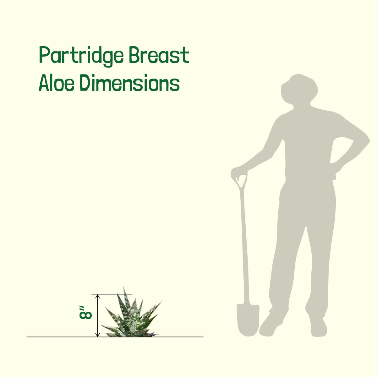 SIze of our Large Live Aloe Variegata Partridge Breast Aloe Tiger Aloe Succulent Plant for Sale Online in 5gal Cactus Nursery Pots