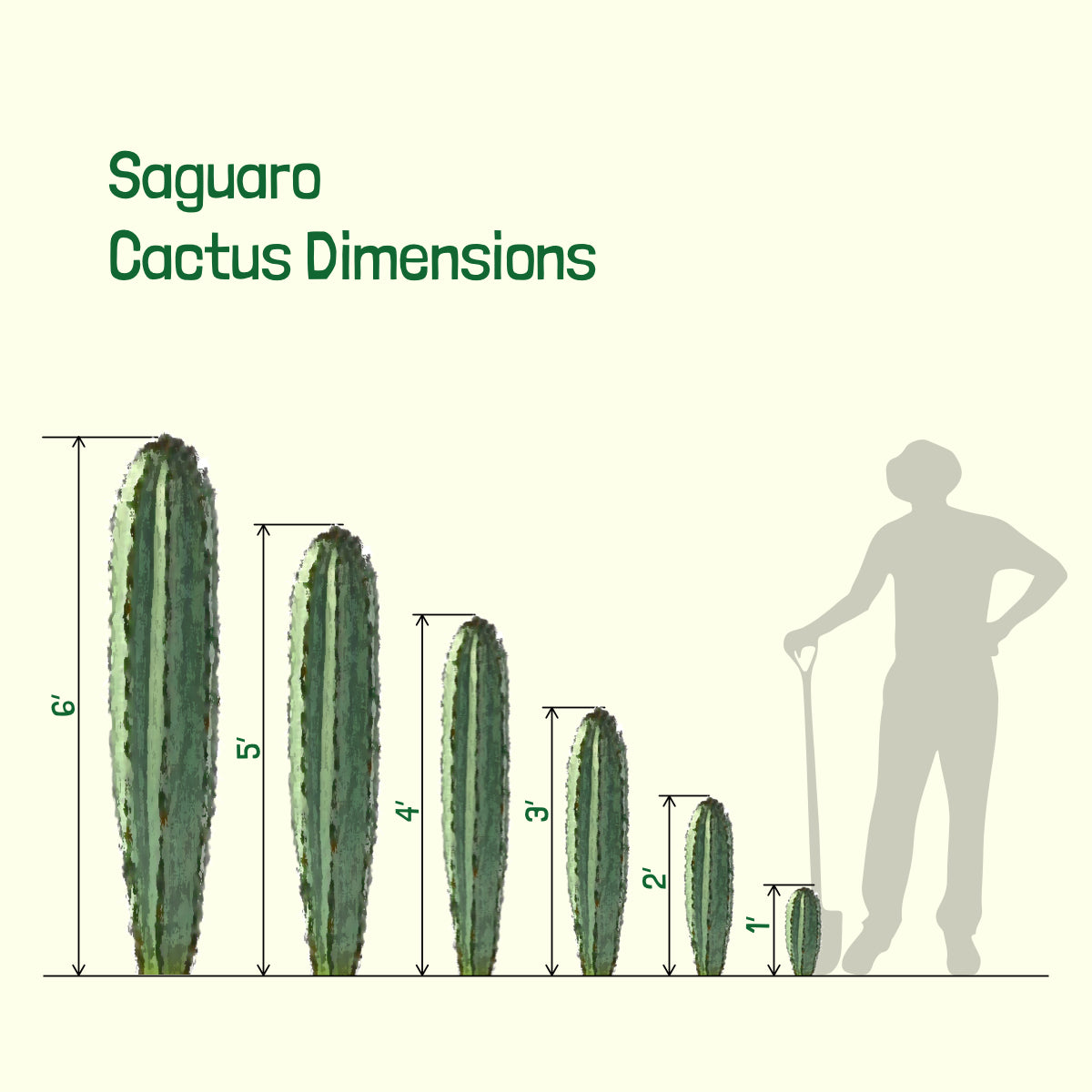 Dimensions of Our Large Tall and Mature Saguaro Cactus Carnegia Gigantea Cactus Plants For Sale Online